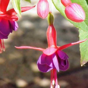 Healing For Cancer-Ch 16