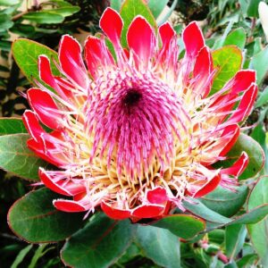 Ministry contribution-Cape Mountain Protea