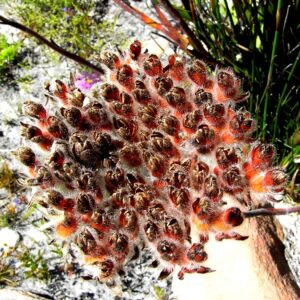 Ministry contribution-Flame flower